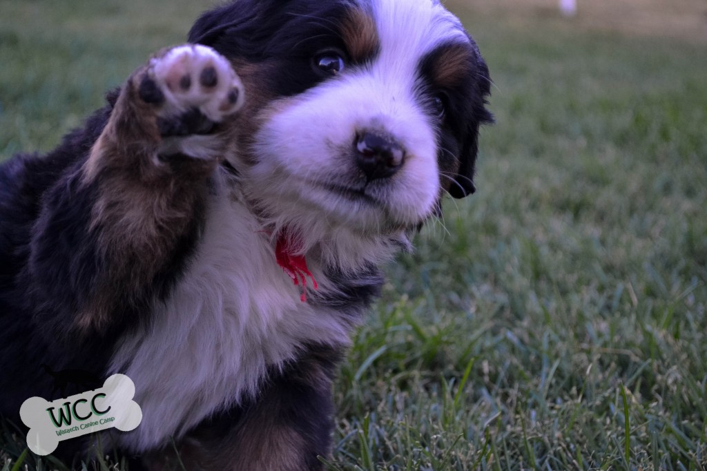 WCC's Bernese Mountain Dog Puppies